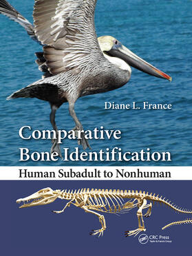 France, D: Comparative Bone Identification