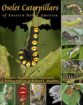 OWLET CATERPILLARS OF EASTERN