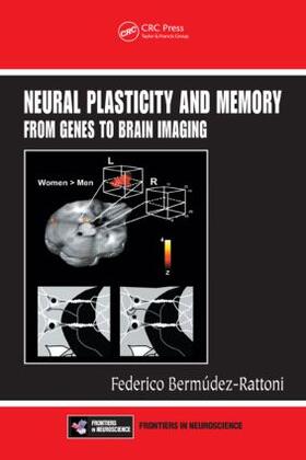 Neural Plasticity and Memory