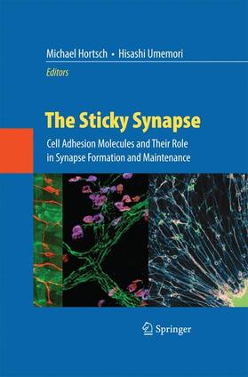 The Sticky Synapse