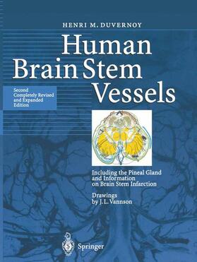 Human Brain Stem Vessels