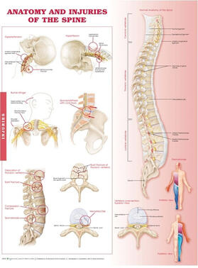 Anatomy and Injuries of the Spine: Anatomical Chart