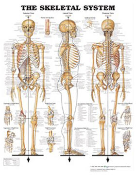 Skeletal System - Large Decal Chart