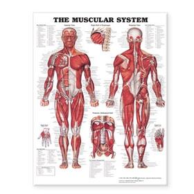 Muscular System - Large Decal Chart