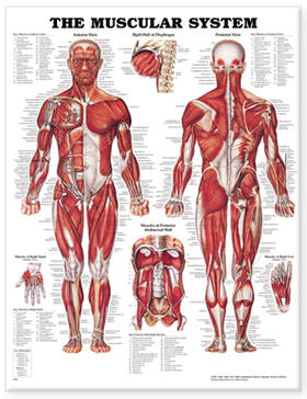 The Muscular System Anatomical Chart