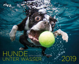 Hunde unter Wasser 2019