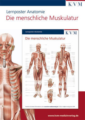Anatomie Lernposter. Die menschliche Muskulatur